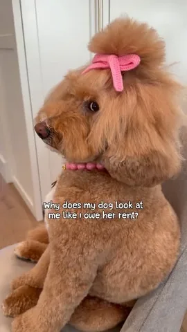 missjazzy.doodle Instagram post about Dog owner interaction
