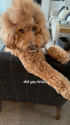 missjazzy.doodle Instagram post about Golden doodle behavior