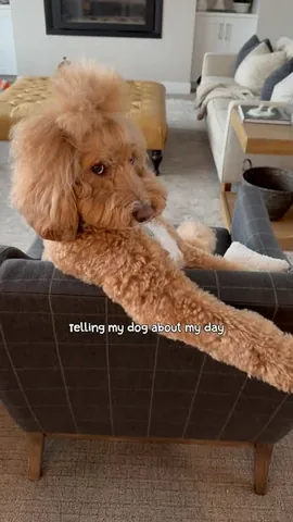 missjazzy.doodle Instagram post about Dog companionship