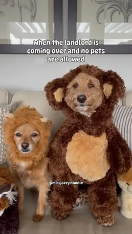 missjazzy.doodle Instagram post about Dog behavior