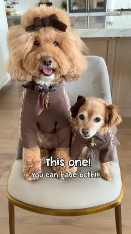 missjazzy.doodle Instagram post about Dog product giveaway