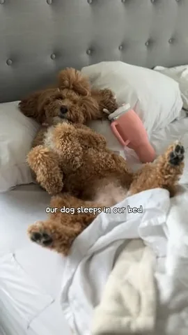missjazzy.doodle Instagram post about Dogs sleeping in beds