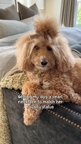 missjazzy.doodle Instagram post about Dog personality