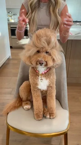 missjazzy.doodle Instagram post about Dog grooming and styling