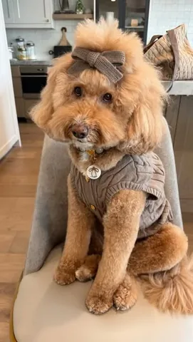 missjazzy.doodle Instagram post about Dog grooming and fashion
