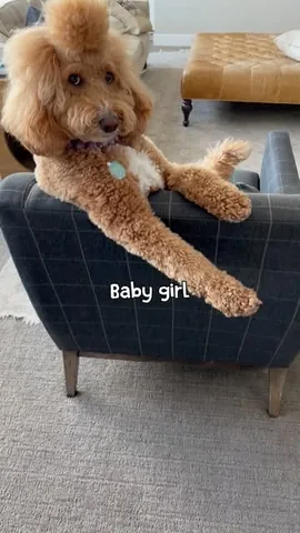 missjazzy.doodle Instagram post about Dog owner relationship