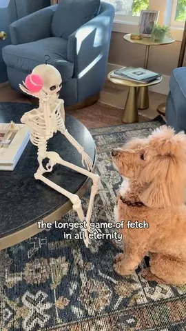 JAZZY🐾 the Fashion Doodle and dog mom Krista Robinson Instagram post thumbnail