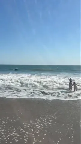 mommasgonecity Instagram post about Dolphins and emotional reaction