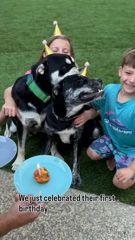 mommasgonecity Instagram post about Rescue dogs and family change