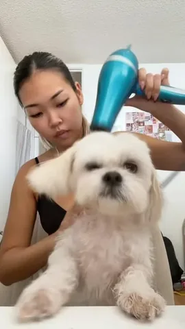mr.tobiman Instagram post about Dog grooming