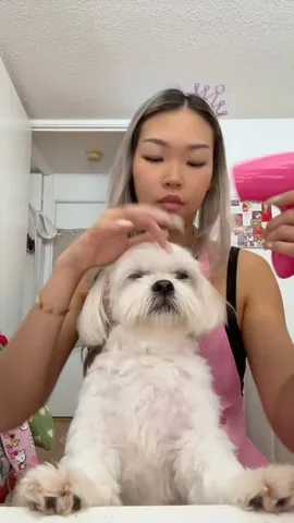 mr.tobiman Instagram post about Dog grooming