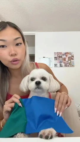 mr.tobiman Instagram post about Dog appearance