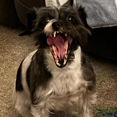 muyskerm Instagram post about Pet behavior joke