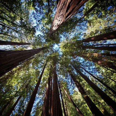 muyskerm Instagram post about Muir Woods observation