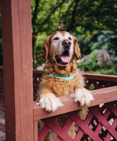 mycaninelife Instagram post about Dog portrait