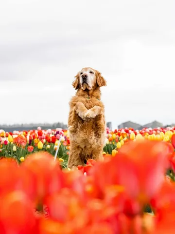 mycaninelife Instagram post about Dog portrait