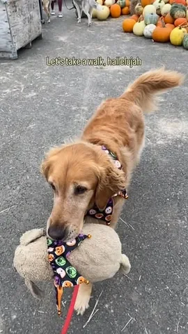 mycaninelife Instagram post about Dog entertainment