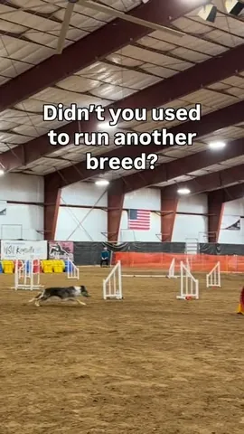 mycaninelife Instagram post about Agility origins