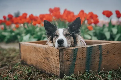 mycaninelife Instagram post about Agility trial lifestyle