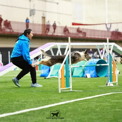 mycaninelife Instagram post about Agility competition reflection