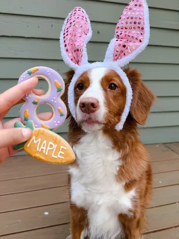 mycaninelife Instagram post about Dog birthday