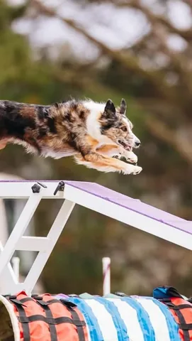 mycaninelife Instagram post about Dog agility