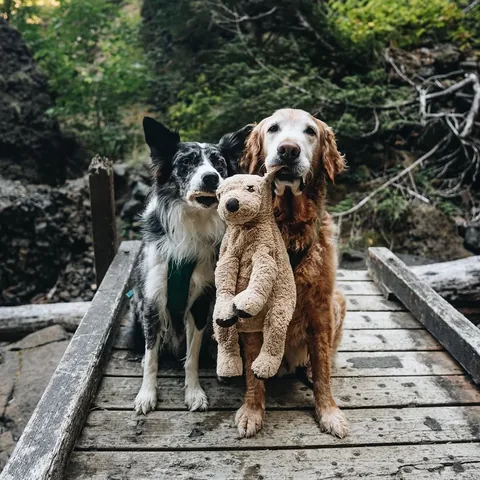 mycaninelife Instagram post about Dog friendship