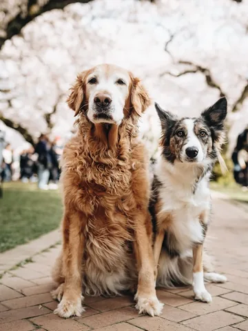 mycaninelife Instagram post about Dog companionship