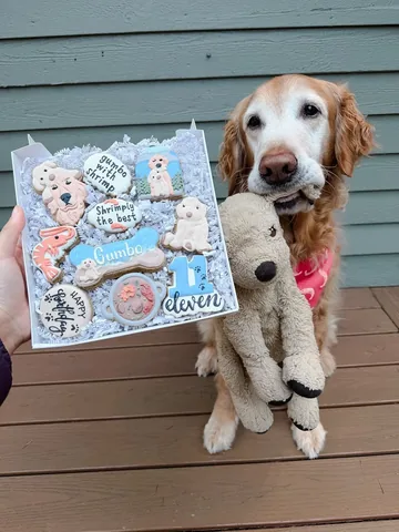 mycaninelife Instagram post about Senior dog retirement
