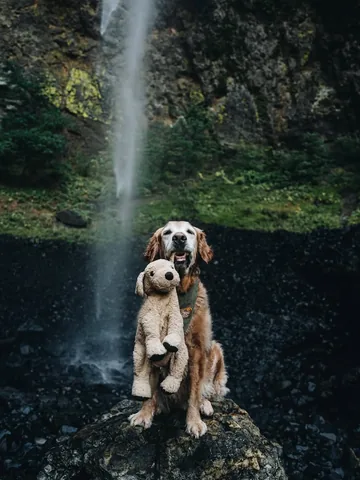 mycaninelife Instagram post about Senior dog companionship