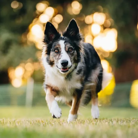 mycaninelife Instagram post about Dog companionship
