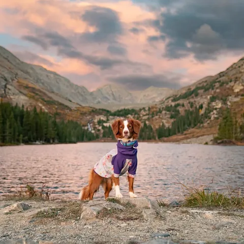 mycaninelife Instagram post about Travel nostalgia