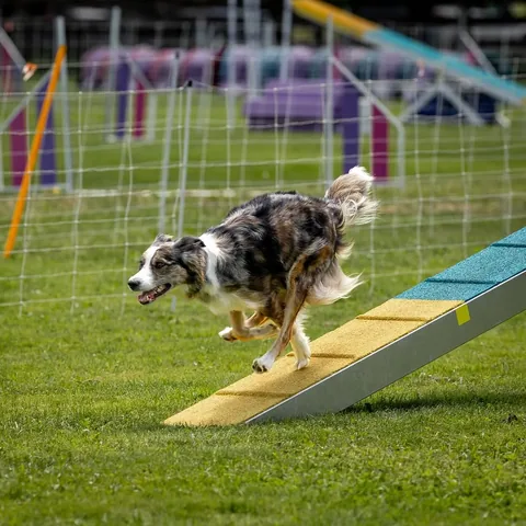 mycaninelife Instagram post about Dog agility performance
