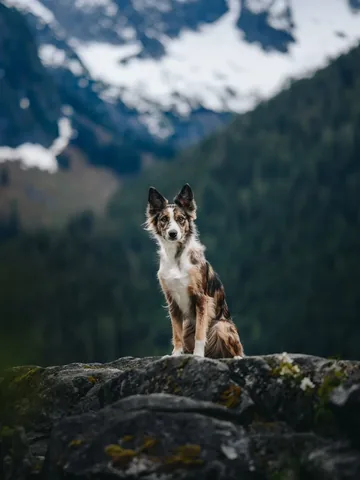 mycaninelife Instagram post about Dog appreciation