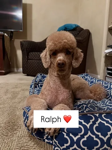 mylifewithsimonthepoodle Instagram post about Return announcement