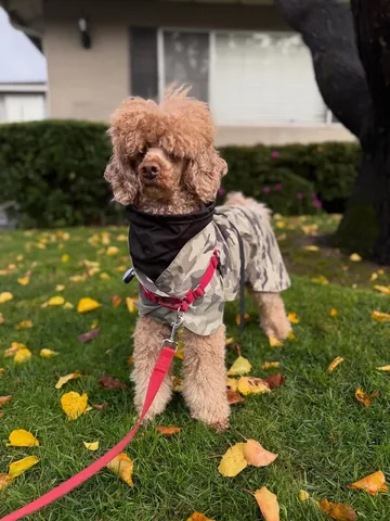 mylifewithsimonthepoodle Instagram post about Dog hair