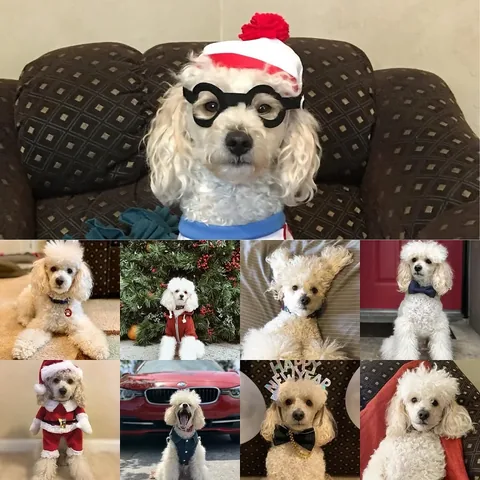 mylifewithsimonthepoodle Instagram post about Pet remembrance