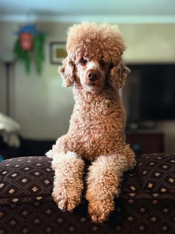 mylifewithsimonthepoodle Instagram post about Dog hairstyle