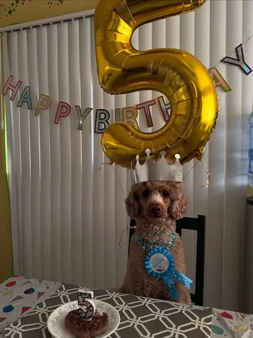 mylifewithsimonthepoodle Instagram post about Dog birthday