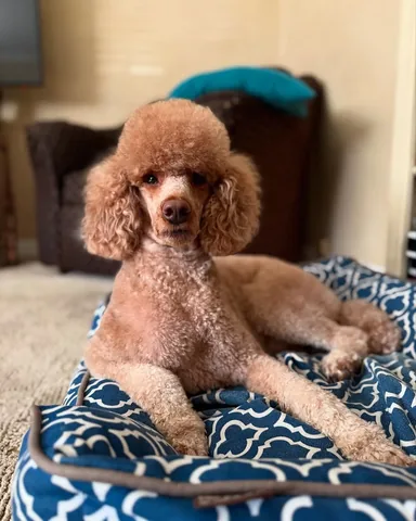 mylifewithsimonthepoodle Instagram post about Positive quote