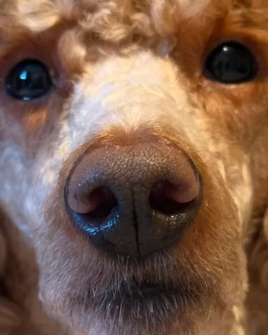 mylifewithsimonthepoodle Instagram post about Dog interaction