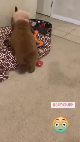mylifewithsimonthepoodle Instagram post about Puppy memories