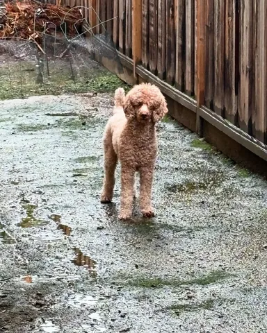 mylifewithsimonthepoodle Instagram post about Rainy weather