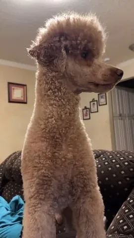 mylifewithsimonthepoodle Instagram post about Guard dog behavior
