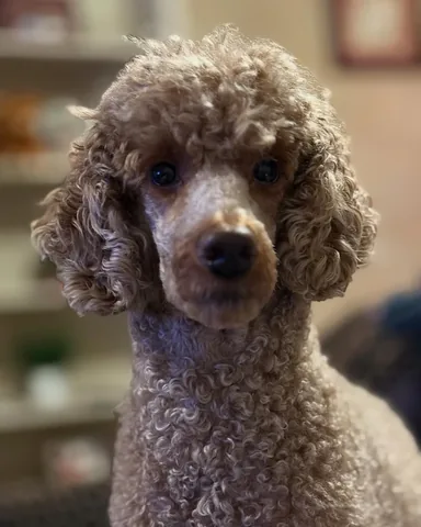 mylifewithsimonthepoodle Instagram post about New Year celebration