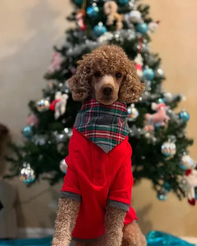 mylifewithsimonthepoodle Instagram post about Christmas pajamas