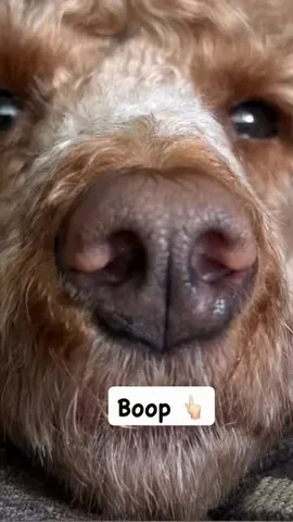 mylifewithsimonthepoodle Instagram post about Dog interaction
