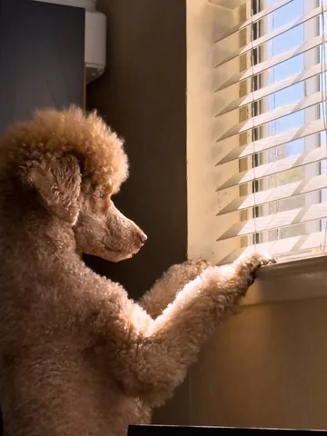 mylifewithsimonthepoodle Instagram post about Dog walking