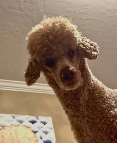 mylifewithsimonthepoodle Instagram post about Dog walking