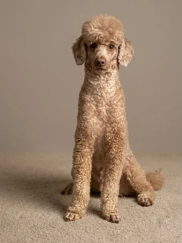 mylifewithsimonthepoodle Instagram post about Dog posing